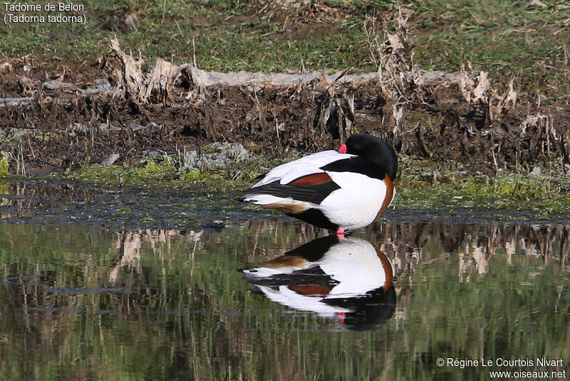 Common Shelduck male