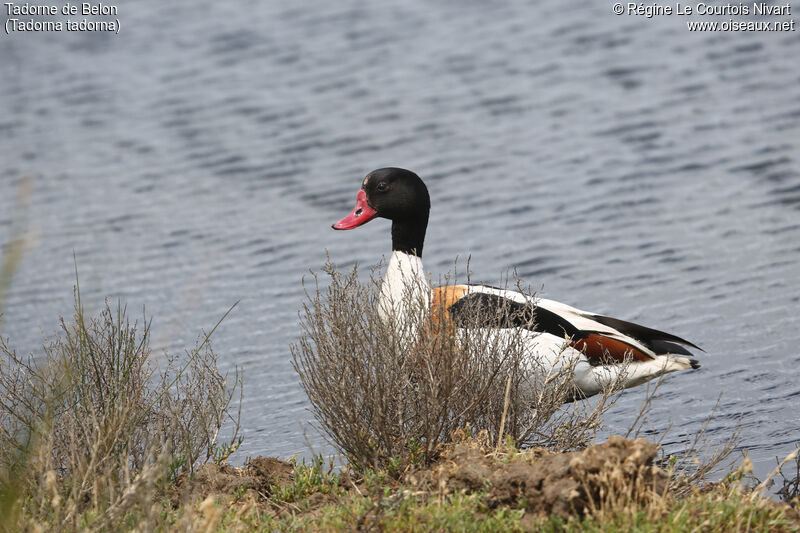 Common Shelduck