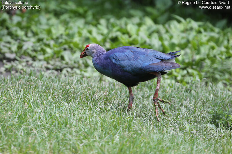 Western Swamphen