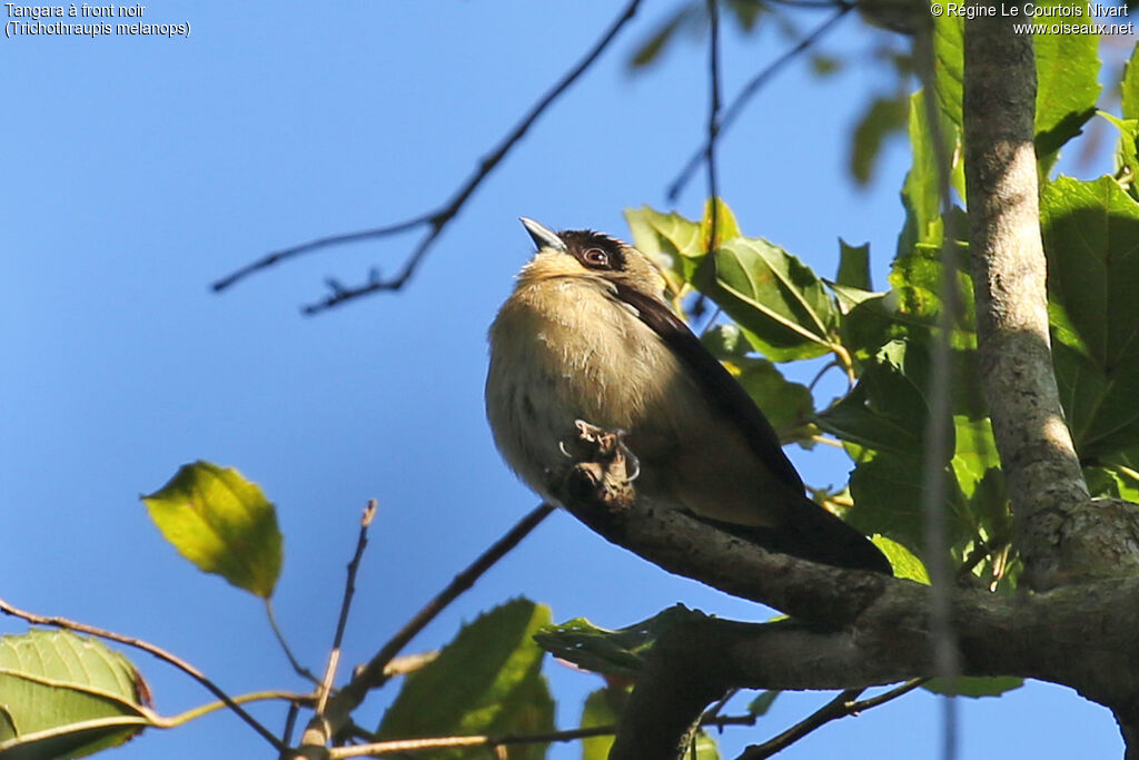 Tangara à front noir