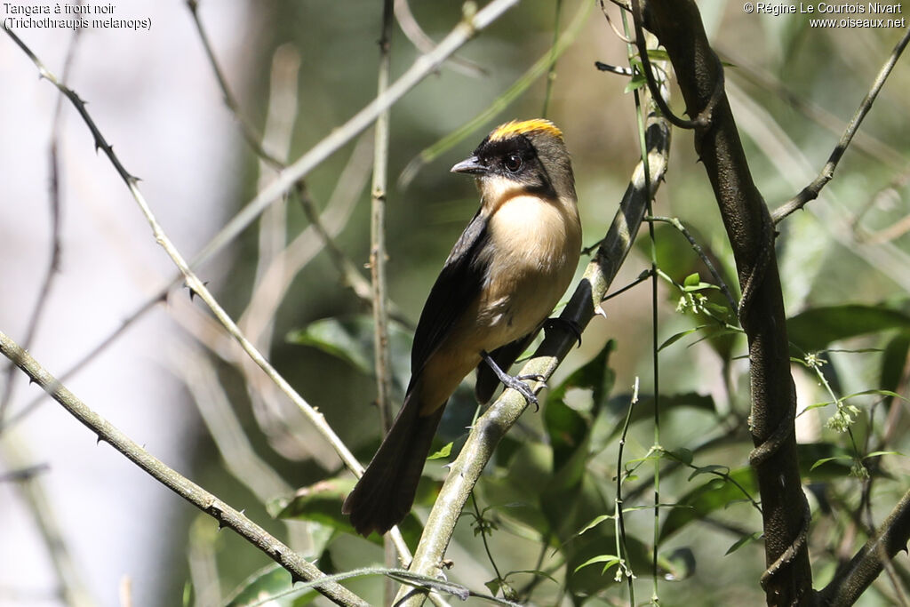 Black-goggled Tanager