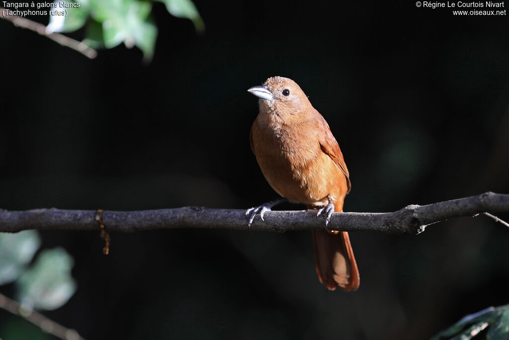 Tangara à galons blancs