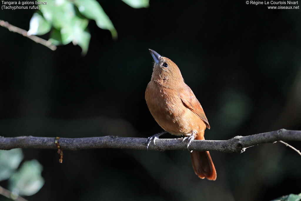 Tangara à galons blancs