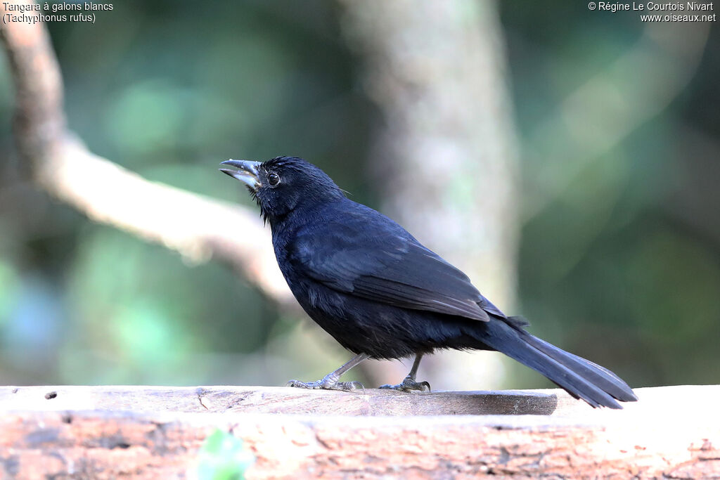 Tangara à galons blancs
