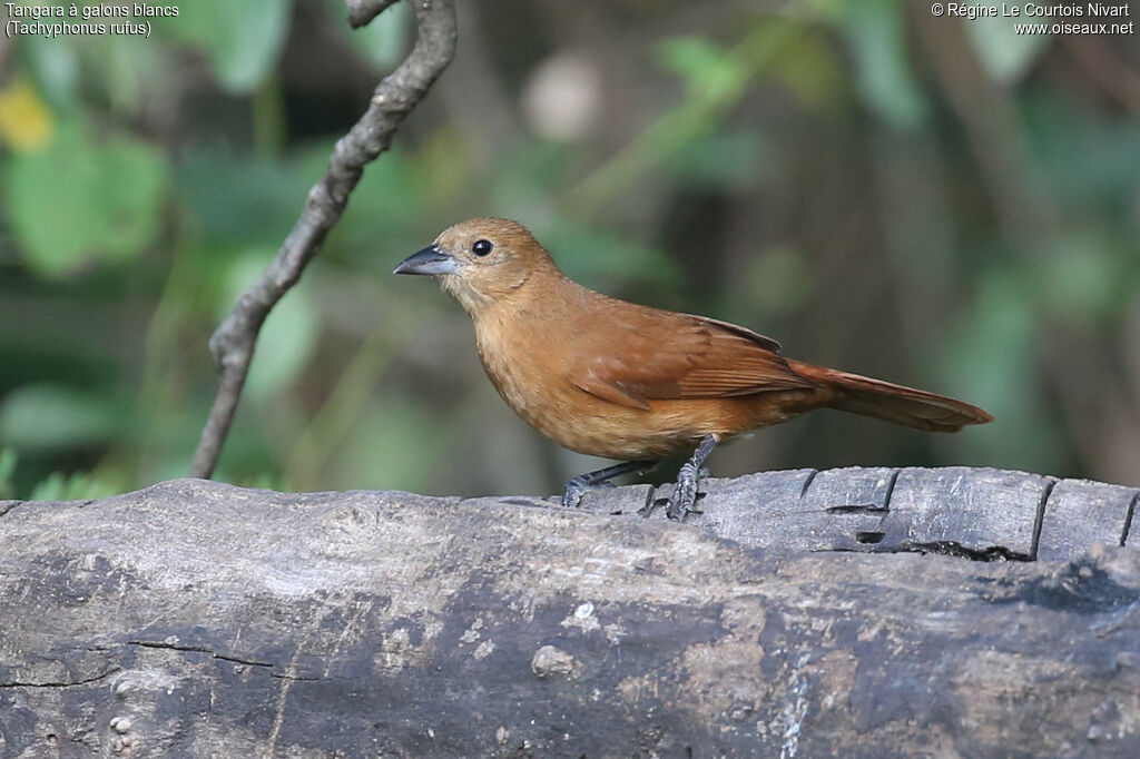 Tangara à galons blancs femelle