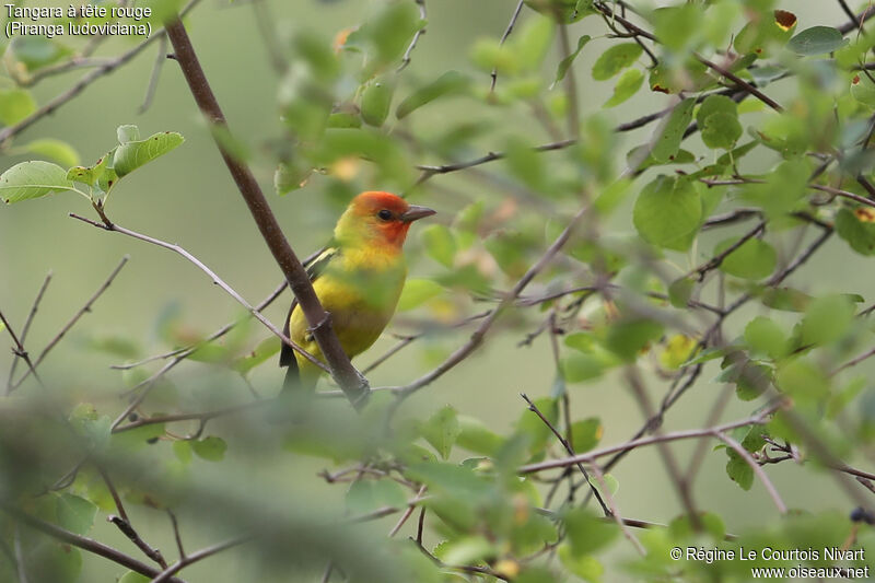 Western Tanager