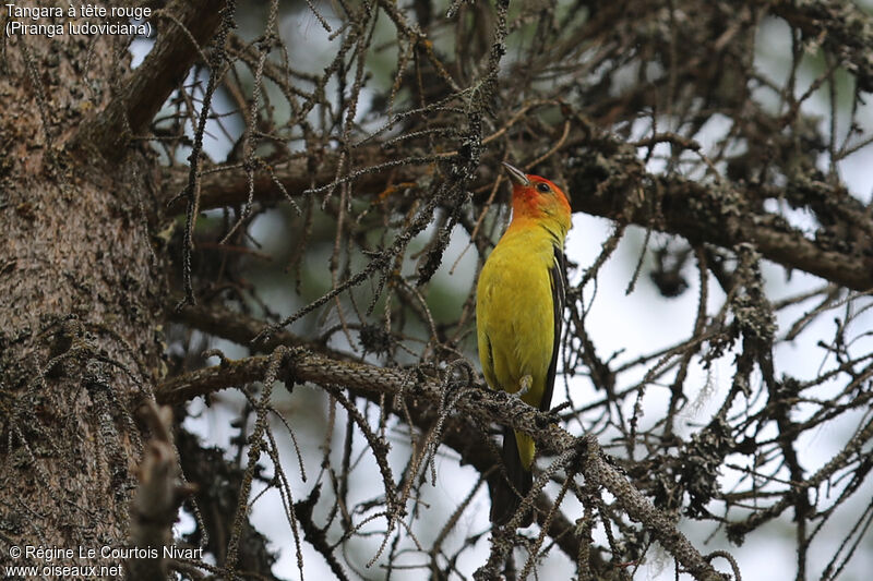 Western Tanager male adult breeding