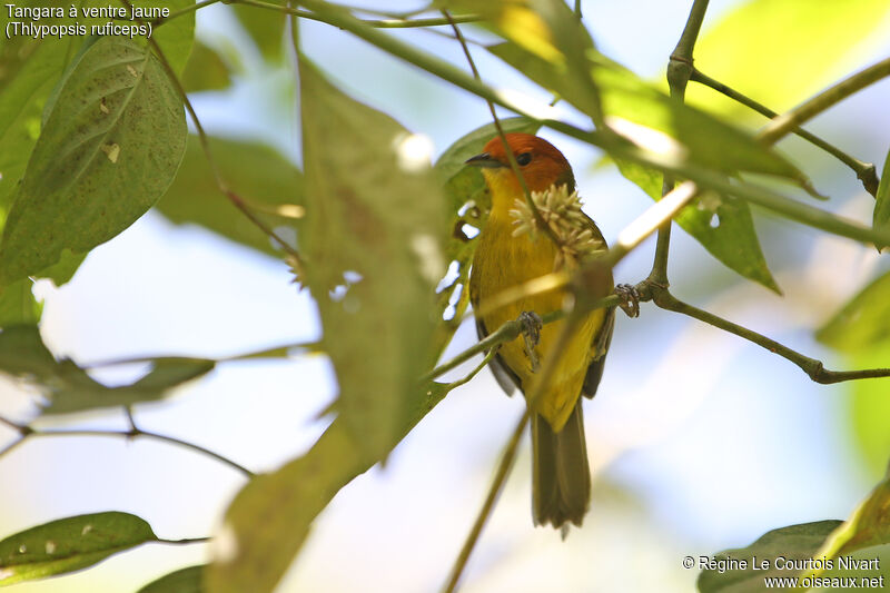 Rust-and-yellow Tanager