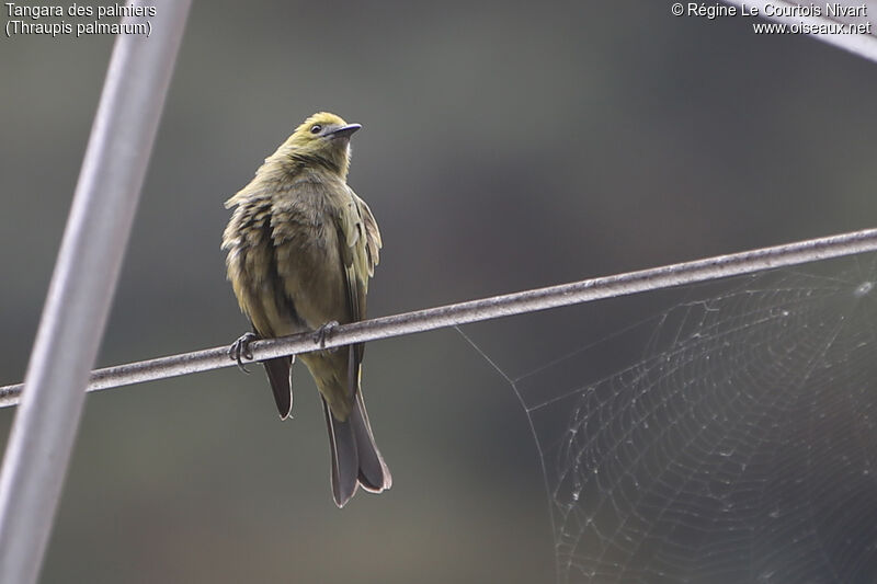 Palm Tanager