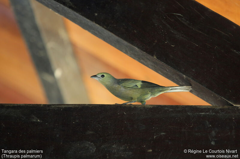 Palm Tanager