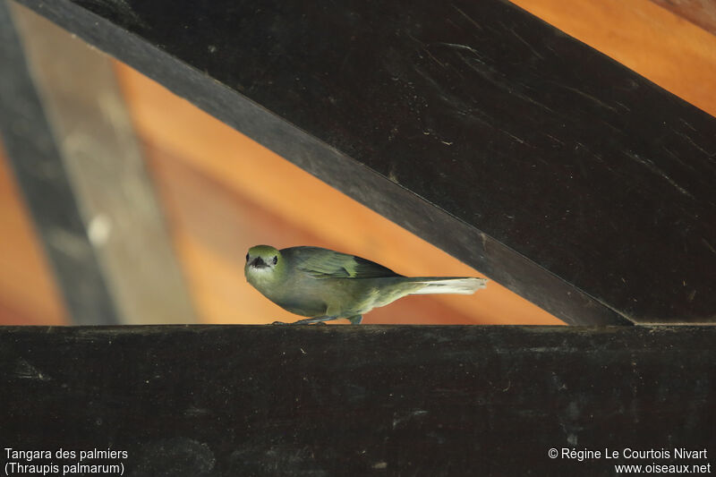 Palm Tanager