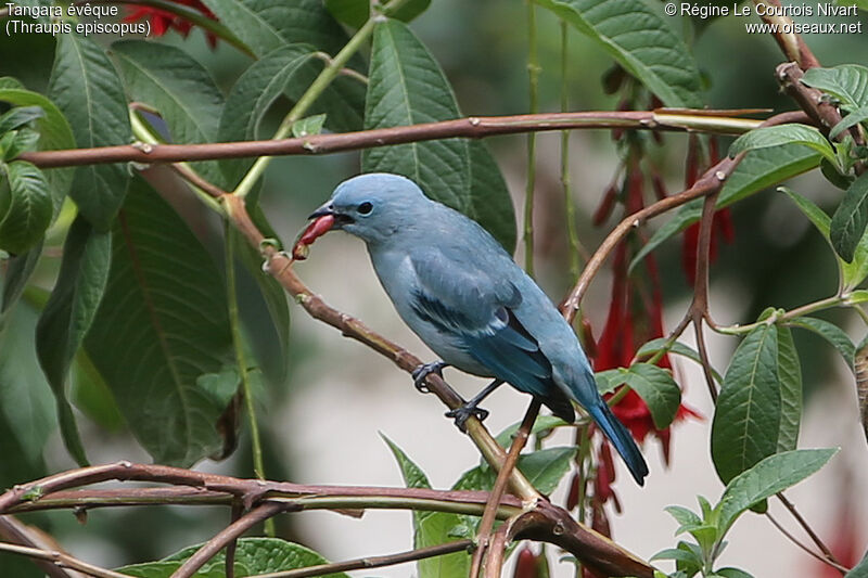 Blue-grey Tanager