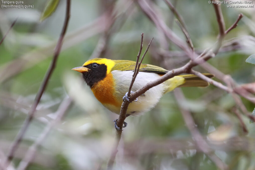 Tangara guira
