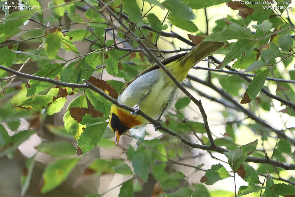 Tangara guira