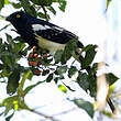 Tangara pillurion