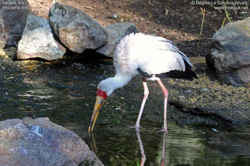 Yellow-billed Stork