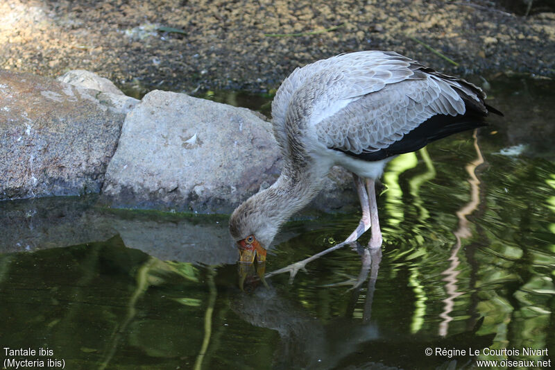 Yellow-billed Stork