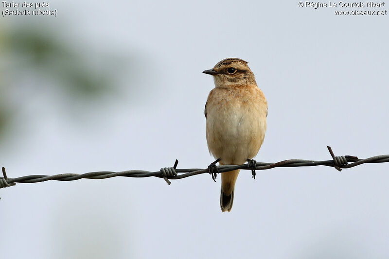 Whinchat