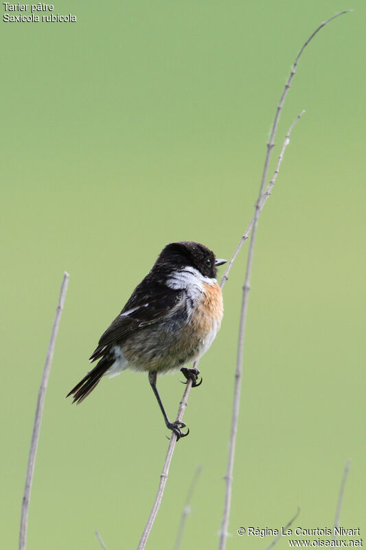 European Stonechat male adult