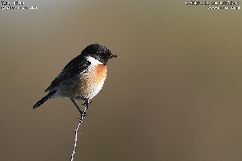 European Stonechat