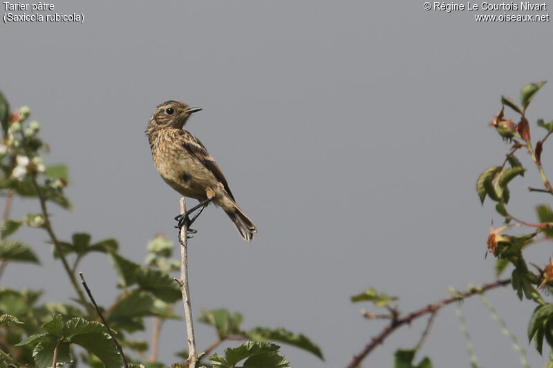 European Stonechatjuvenile