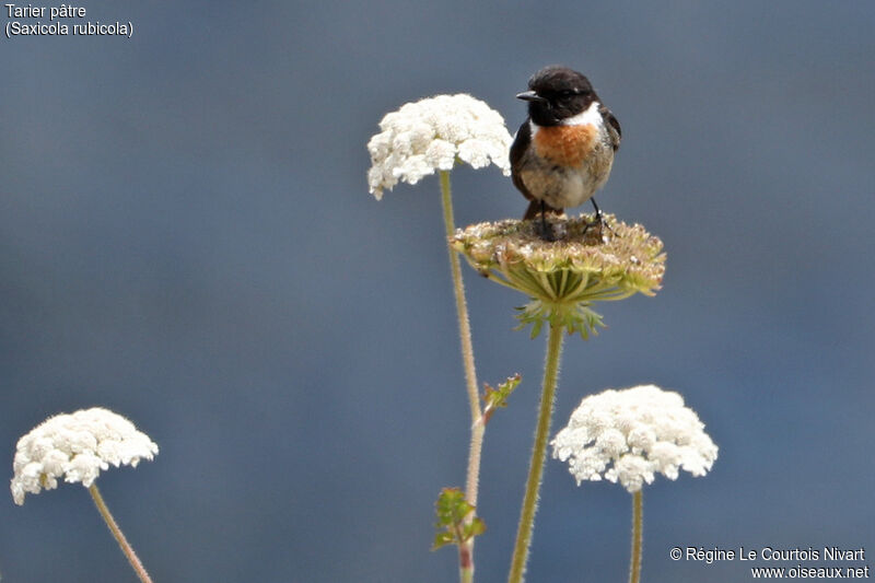 European Stonechat male, habitat