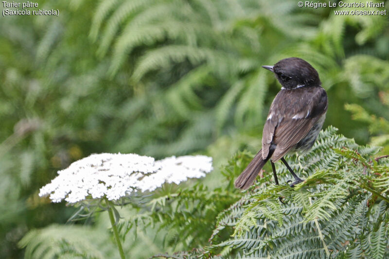 European Stonechat male