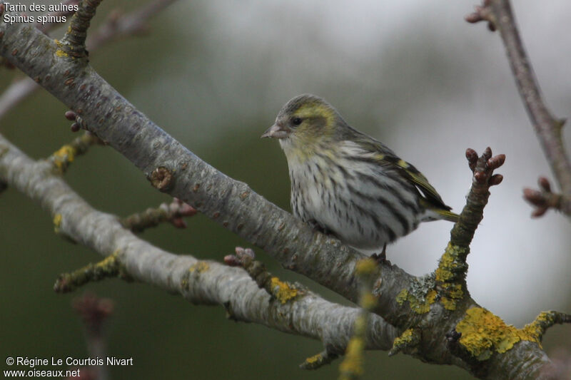 Eurasian Siskin female