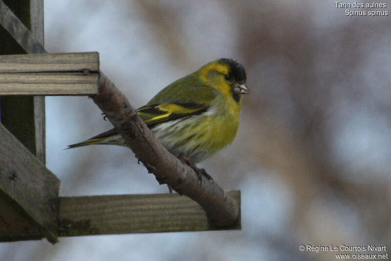 Eurasian Siskin male