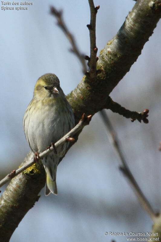 Eurasian Siskin