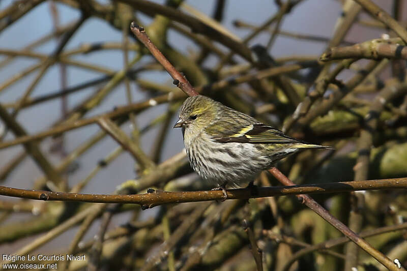 Eurasian Siskin female adult, identification