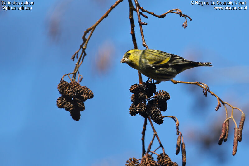 Eurasian Siskin