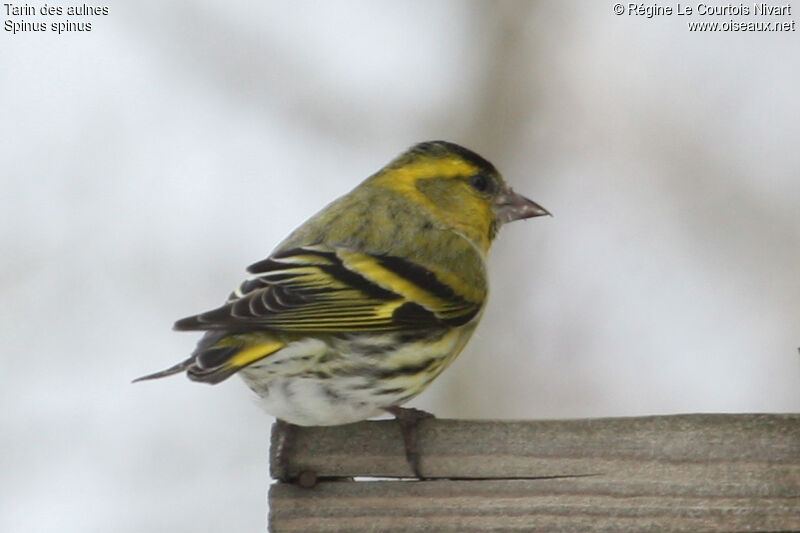 Eurasian Siskin male