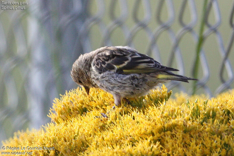 Pine Siskin