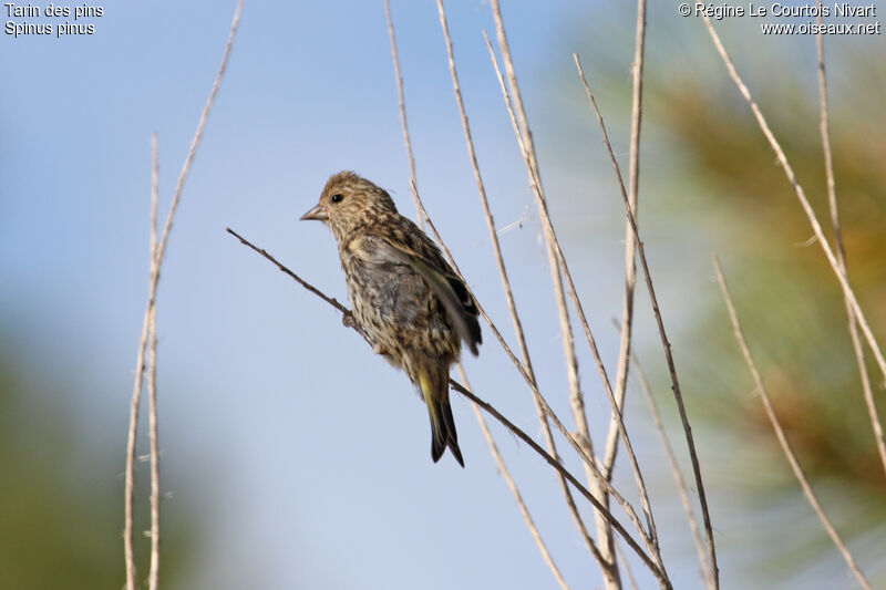 Pine Siskin