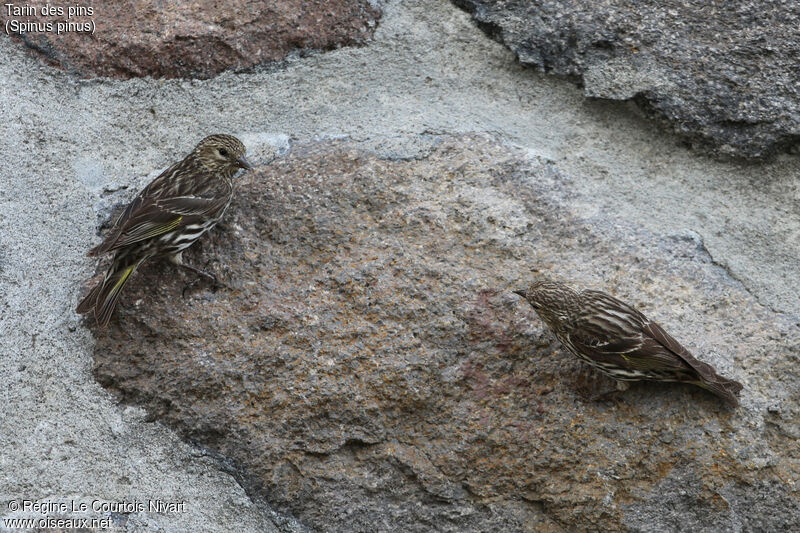 Pine Siskin