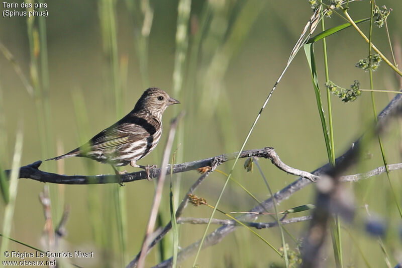 Pine Siskin