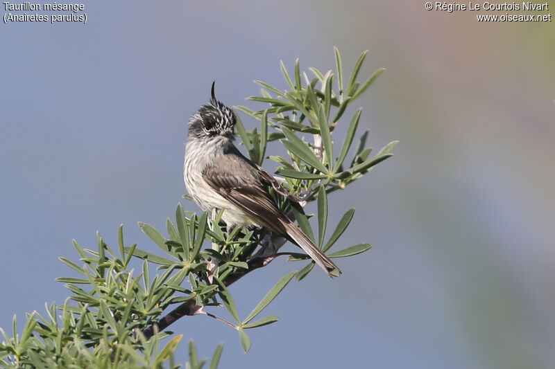 Taurillon mésange