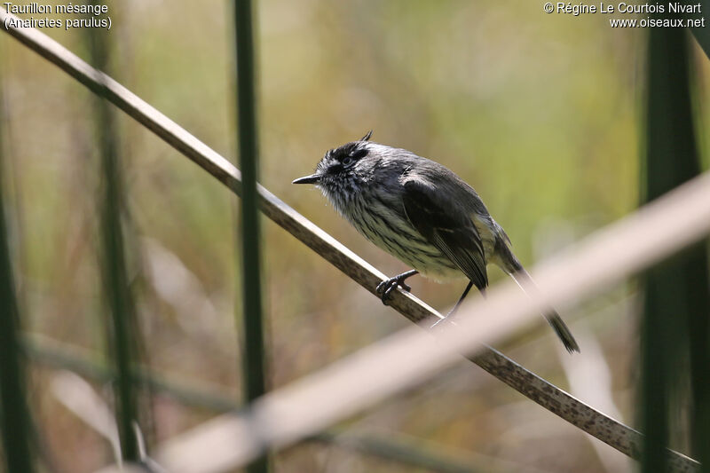 Tufted Tit-Tyrant