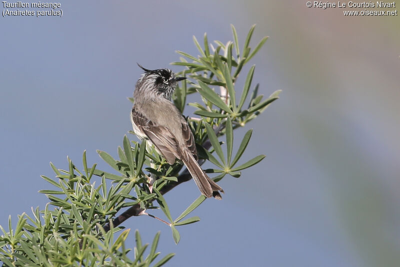 Tufted Tit-Tyrant