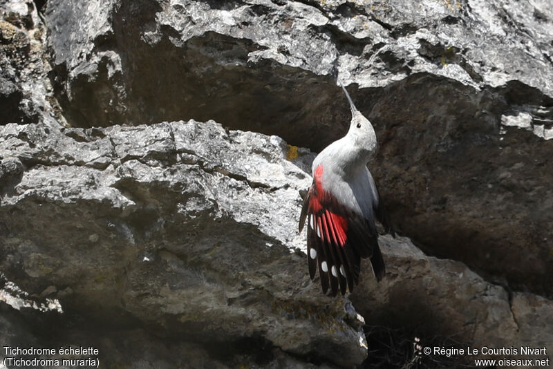 Wallcreeper