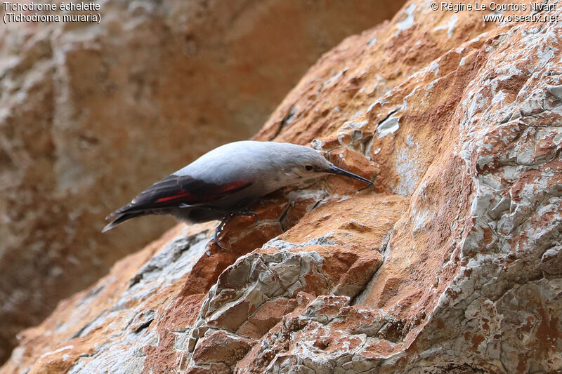 Wallcreeper