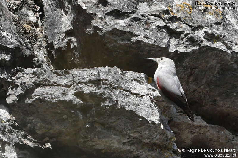 Wallcreeper