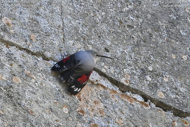 Wallcreeper