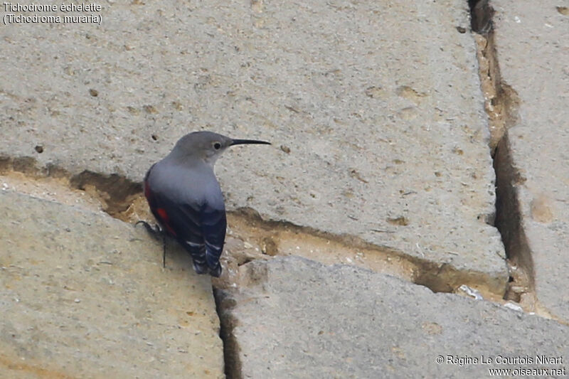 Wallcreeper