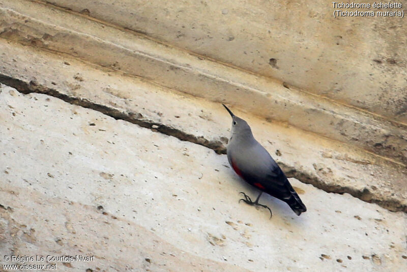 Wallcreeper