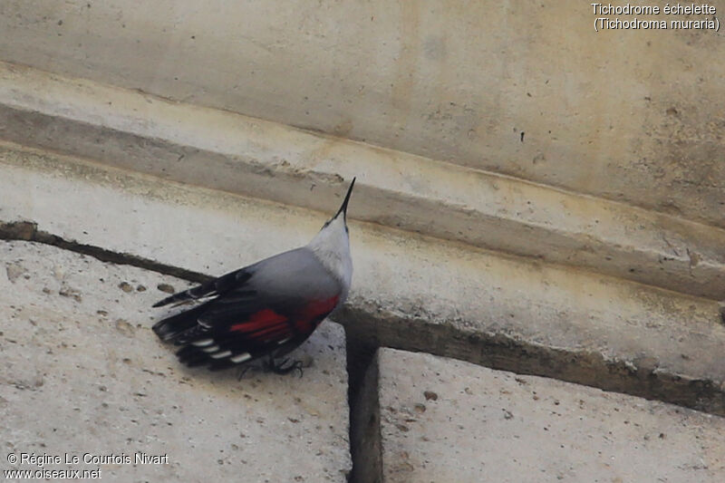 Wallcreeper