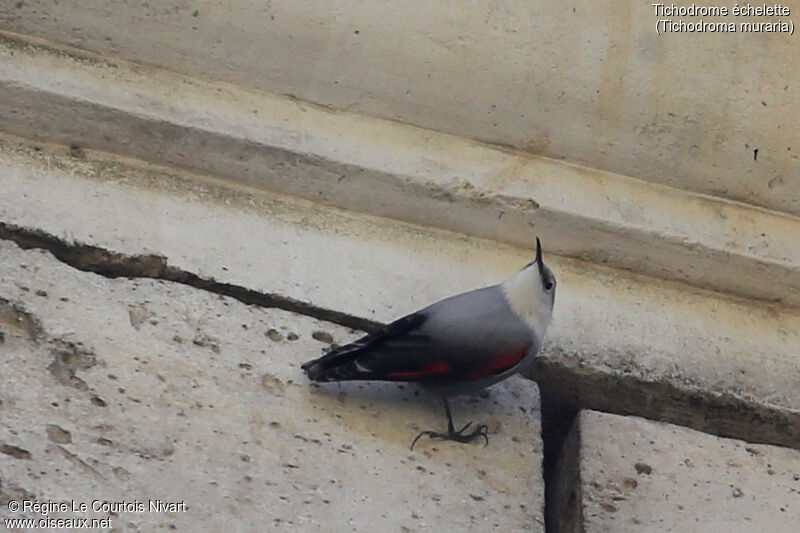 Wallcreeper