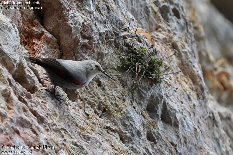 Wallcreeper