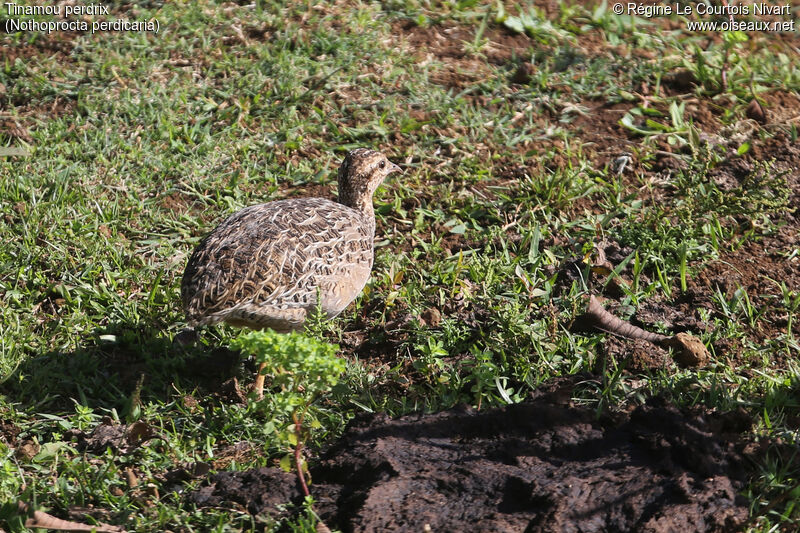 Tinamou perdrix